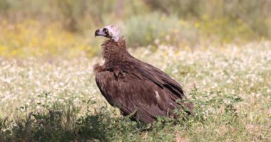Griffon akbabası doğal yaşam alanında, tüm vücut görünümünde yerde duruyor..