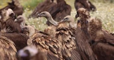 Vahşi doğada beslenen ve etkileşim halinde olan bir grup Griffon akbabası..