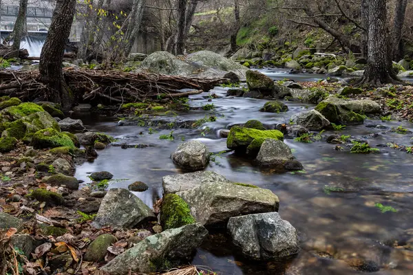 Ormandaki yosunlu kayalarla dolu akarsu, uzun pozlama.