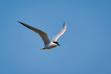 Baharda açık mavi gökyüzüne karşı uçan bıyıklı deniz feneri.
