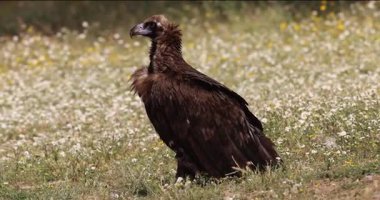 Bahar bitkisinin üzerinde duran Cinereous Vulture (Aegypius monachus)