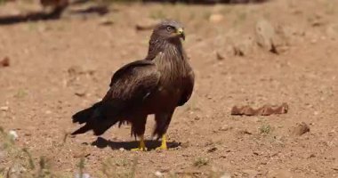 Doğal ortamda siyah uçurtma (Milvus migrans) uyarısı