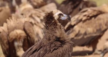 Sinemalı akbabalar (Aegypius monachus) bahar zemininde etkileşim halindedirler.