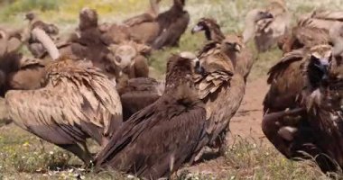Griffon ve sinemalı akbabalar doğal bahar ortamında yerdeler.