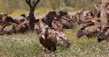 Griffon akbabaları (Gyps fulvus) bahar zemininde etkileşim halindedirler