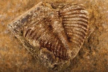 Tortul kayaya gömülü bir trilobit fosilinin makro ayrıntıları.