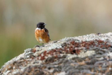 Avrupa Taşkakanı (Saxicola rubicola) bir kayanın üzerine tünemiş erkek.