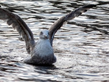 Martılar ya da halk arasında bilinen adıyla martılar Lari alt bölgesindeki Laridae familyasının deniz kuşlarıdır. En yakın akrabaları deniz kırlangıçları ve kayganlaştırıcılardır ve sadece auklarla ve hatta balıkçılarla uzaktan akrabadırlar..   