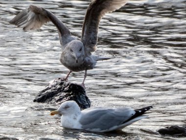 Martılar ya da halk arasında bilinen adıyla martılar Lari alt bölgesindeki Laridae familyasının deniz kuşlarıdır. En yakın akrabaları deniz kırlangıçları ve kayganlaştırıcılardır ve sadece auklarla ve hatta balıkçılarla uzaktan akrabadırlar..   