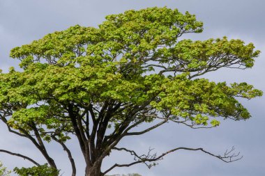 Bulutların arkasındaki ağaç. Acer pseudoplatanus (İngilizce: Acer pseudoplatanus), Amerika Birleşik Devletleri 'nde çınar çınar akçaağaç türü.. 