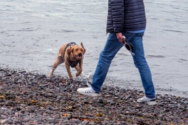 Yüzme köpekler için harika bir egzersiz olabilir. Plajlar köpekle eğlenmek için harika bir yerdir. Birçok köpek cinsinin yüzmeye doğal bir eğilimi vardır, genellikle suya dayanıklı paltolar ve perdeli ayaklar gibi özellikleri vardır.. 