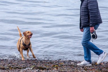 Yüzme köpekler için harika bir egzersiz olabilir. Plajlar köpekle eğlenmek için harika bir yerdir. Birçok köpek cinsinin yüzmeye doğal bir eğilimi vardır, genellikle suya dayanıklı paltolar ve perdeli ayaklar gibi özellikleri vardır.. 