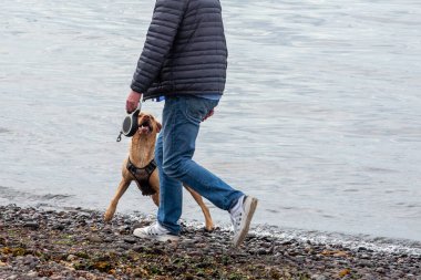 Yüzme köpekler için harika bir egzersiz olabilir. Plajlar köpekle eğlenmek için harika bir yerdir. Birçok köpek cinsinin yüzmeye doğal bir eğilimi vardır, genellikle suya dayanıklı paltolar ve perdeli ayaklar gibi özellikleri vardır.. 