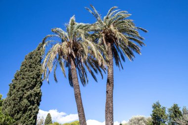 Akdeniz bitkileri ve ağaçları sıcak, kuru yazlara ve ılık, nemli kışlara uyum sağlama becerileriyle bilinirler. Popüler seçenekler arasında zeytin ağaçları, selvi ağaçları ve biberiye, lavanta ve yasemin gibi çeşitli otlar ve palmiye ağaçları yer alıyor. 