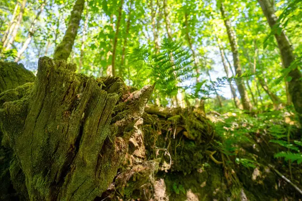 Devrilmiş bir ağacın kütüğü. Finlaystone Şehir Parkı 'ndaki Woodland' da. İskoçya. Birleşik Krallık