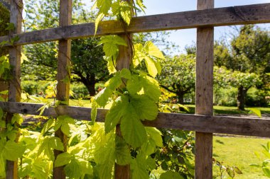 Humulus lupulus, Cannabaceae familyasından bir dağcılık bitkisidir. Bu, tatlandırıcı ve bira muhafaza etmek için kullanılan dişi meyveler (