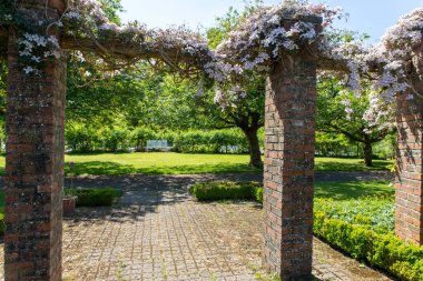 Clematis Armandii Elma Çiçeği Finlaystone Country Park 'ta. İskoçya. İngiltere. Clematis cinsinin çiçek açan bir tırmanış bitkisidir. Çin ve kuzey Burma 'dan. Bitki uzun ömürlü bir ağaçtır. Arıları, kelebekleri ve sinekkuşlarını çeker..  