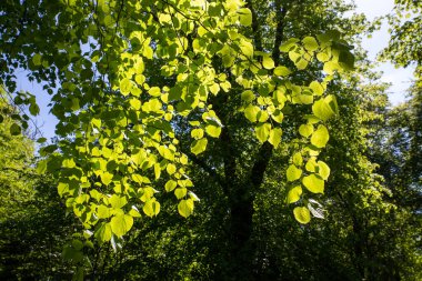 Yaprakların arka planı güneş ışığıyla aydınlatılır. Finlaystone Country Park Malikanesi. Ormanlar. İskoçya. Uk Tilia kordatası küçük bırakılmış limon ya da Tilia platyphyllos büyük yapraklı limon. Her ikisi de İngiltere 'ye özgüdür ve parklarda ve ormanlarda yaygındır.. 