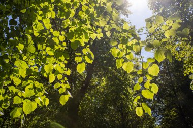 Yaprakların arka planı güneş ışığıyla aydınlatılır. Finlaystone Country Park Malikanesi. Ormanlar. İskoçya. Uk Tilia kordatası küçük bırakılmış limon ya da Tilia platyphyllos büyük yapraklı limon. Her ikisi de İngiltere 'ye özgüdür ve parklarda ve ormanlarda yaygındır.. 