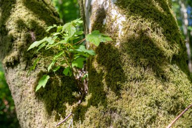 Yaşlı bir ağaçtan yapraklar büyüyen genç bir dal. Finlaystone Country Park Malikanesi. İskoçya. Uk. Orman, yumurta geyiği, tilki, gri sincap, gelincik, üç yırtıcı hayvan türü ve büyük bir balıkçıl kolonisi de dahil olmak üzere çok çeşitli vahşi yaşama ev sahipliği yapar.