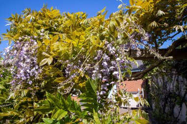 Wisteria, baklagiller (Fabaceae) familyasından bir bitki cinsidir. Cins, Çin, Japonya, Kore, Vietnam, Güney Kanada, Doğu Amerika Birleşik Devletleri ve İran 'ın kuzeyinde yetişen dört ağaç sarmaşık türünü içerir.. 