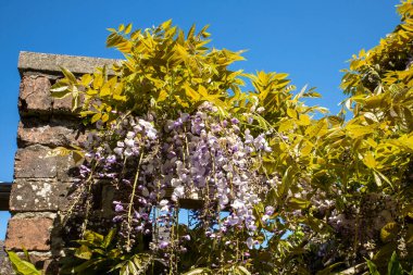 Wisteria, baklagiller (Fabaceae) familyasından bir bitki cinsidir. Cins, Çin, Japonya, Kore, Vietnam, Güney Kanada, Doğu Amerika Birleşik Devletleri ve İran 'ın kuzeyinde yetişen dört ağaç sarmaşık türünü içerir.. 