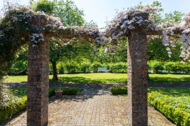 Clematis Armandii Elma Çiçeği Finlaystone Country Park 'ta. İskoçya. İngiltere. Clematis cinsinin çiçek açan bir tırmanış bitkisidir. Çin ve kuzey Burma 'dan. Bitki uzun ömürlü bir ağaçtır. Arıları, kelebekleri ve sinekkuşlarını çeker..  