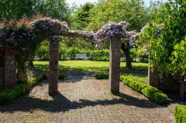 Clematis Armandii Elma Çiçeği Finlaystone Country Park 'ta. İskoçya. İngiltere. Clematis cinsinin çiçek açan bir tırmanış bitkisidir. Çin ve kuzey Burma 'dan. Bitki uzun ömürlü bir ağaçtır. Arıları, kelebekleri ve sinekkuşlarını çeker..  