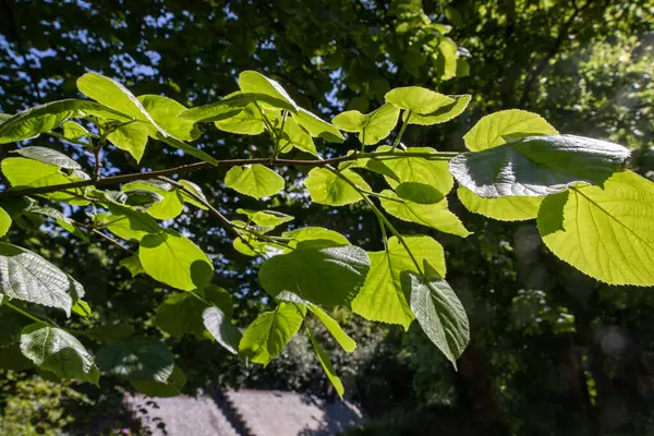 Yaprakların arka planı güneş ışığıyla aydınlatılır. Genellikle ıhlamur veya ıhlamur ağacı olarak bilinen Tilia cinsi Malvaceae (mallowlar) familyasına ait yaprak döken ağaçlardır. Woodland Finlaystone Country Park Malikanesi. İskoçya. Uk 