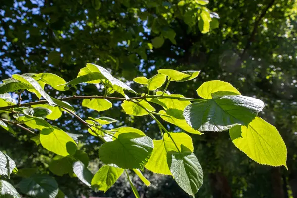 Yaprakların arka planı güneş ışığıyla aydınlatılır. Genellikle ıhlamur veya ıhlamur ağacı olarak bilinen Tilia cinsi Malvaceae (mallowlar) familyasına ait yaprak döken ağaçlardır. Woodland Finlaystone Country Park Malikanesi. İskoçya. Uk 
