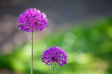 Süslü soğan. Allium, Allium giganteum, Allium hollandicum, Allium aflatunense. Bu bitkiler küresel çiçek başlarıyla tanınırlar. Sayısız küçük, yıldız şeklindeki çiçeklerden oluşur.. 