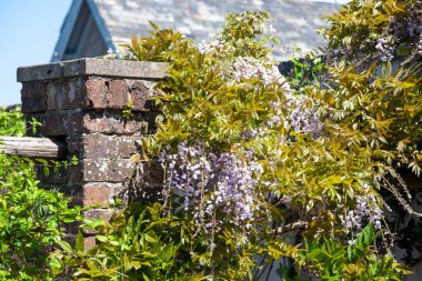 Wisteria, baklagiller (Fabaceae) familyasından bir bitki cinsidir. Cins, Çin, Japonya, Kore, Vietnam, Güney Kanada, Doğu Amerika Birleşik Devletleri ve İran 'ın kuzeyinde yetişen dört ağaç sarmaşık türünü içerir.. 