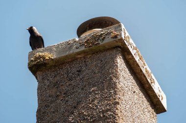 Bacada oturan bir karga. Batı kargası, Avrasya kargası, Avrupa kargası ya da kısaca karga, karga familyasından gelip geçen bir kuş türü. Avrupa 'da, Batı Asya' da ve Batı Afrika 'da bulundu. 