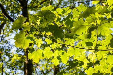 Kanada 'nın bir sembolü olan akçaağaç yaprağı. Yaprakların arka planı güneş ışığıyla aydınlatılır. Akçaağaç ağaçları tatlı özsuları ve ondan elde ettikleri mallarla değerlidir. Çin ve Japonya 'da aşkın sembolü. Akçaağaç ağaçları canlı sonbahar renkleriyle bilinir.. 