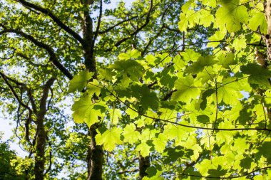 Kanada 'nın bir sembolü olan akçaağaç yaprağı. Yaprakların arka planı güneş ışığıyla aydınlatılır. Akçaağaç ağaçları tatlı özsuları ve ondan elde ettikleri mallarla değerlidir. Çin ve Japonya 'da aşkın sembolü. Akçaağaç ağaçları canlı sonbahar renkleriyle bilinir.. 