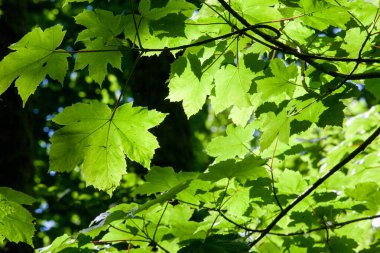 Kanada 'nın bir sembolü olan akçaağaç yaprağı. Yaprakların arka planı güneş ışığıyla aydınlatılır. Akçaağaç ağaçları tatlı özsuları ve ondan elde ettikleri mallarla değerlidir. Çin ve Japonya 'da aşkın sembolü. Akçaağaç ağaçları canlı sonbahar renkleriyle bilinir..