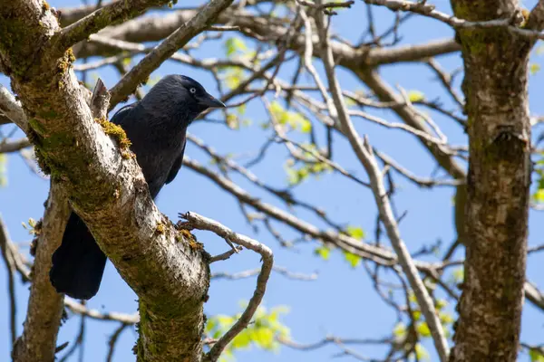 Dalda oturan bir karga. Batı kargası, Avrasya kargası, Avrupa kargası ya da kısaca karga, karga familyasından gelip geçen bir kuş türü. Avrupa 'da, Batı Asya' da ve Batı Afrika 'da bulundu.. 