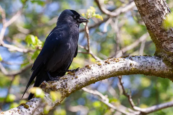 Dalda oturan bir karga. Batı kargası, Avrasya kargası, Avrupa kargası ya da kısaca karga, karga familyasından gelip geçen bir kuş türü. Avrupa 'da, Batı Asya' da ve Batı Afrika 'da bulundu.. 