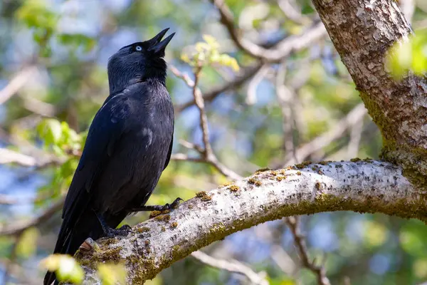 Dalda oturan bir karga. Batı kargası, Avrasya kargası, Avrupa kargası ya da kısaca karga, karga familyasından gelip geçen bir kuş türü. Avrupa 'da, Batı Asya' da ve Batı Afrika 'da bulundu.. 
