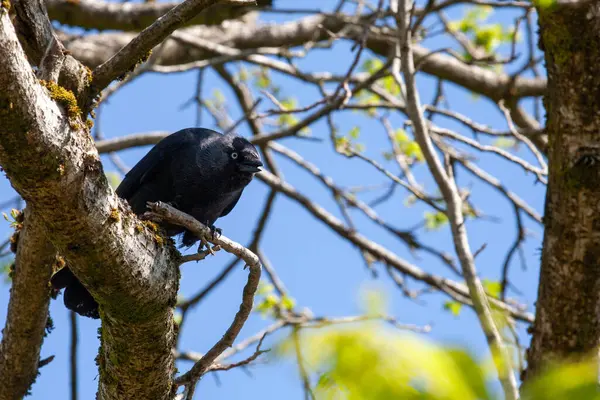 Dalda oturan bir karga. Batı kargası, Avrasya kargası, Avrupa kargası ya da kısaca karga, karga familyasından gelip geçen bir kuş türü. Avrupa 'da, Batı Asya' da ve Batı Afrika 'da bulundu.. 