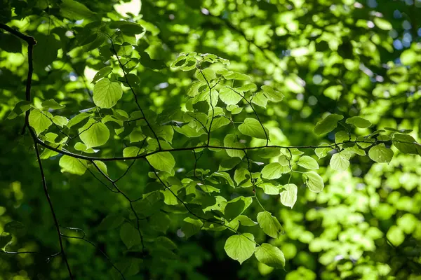 Yaprakların arka planı güneş ışığıyla aydınlatılır. Finlaystone Şehir Parkı 'ndaki ormanlık alanda. İskoçya. Uk. Yumurta geyiği, tilki, gri sincap, gelincik, üç yırtıcı kuş türü ve büyük bir balıkçıl kolonisi de dahil olmak üzere çeşitli vahşi yaşam türleri..  