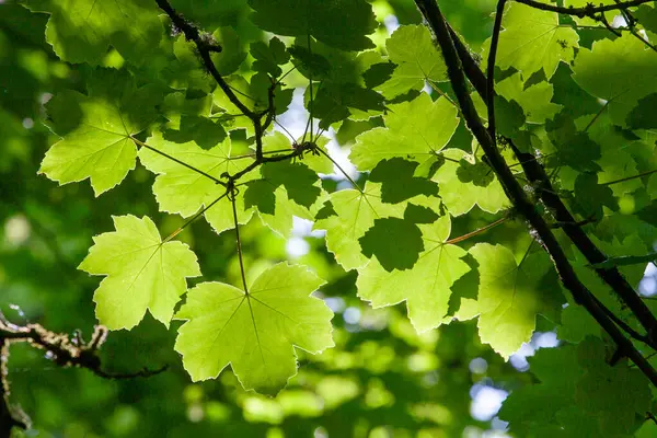 Kanada 'nın bir sembolü olan akçaağaç yaprağı. Yaprakların arka planı güneş ışığıyla aydınlatılır. Akçaağaç ağaçları tatlı özsuları ve ondan elde ettikleri mallarla değerlidir. Çin ve Japonya 'da aşkın sembolü. Akçaağaç ağaçları canlı sonbahar renkleriyle bilinir.. 