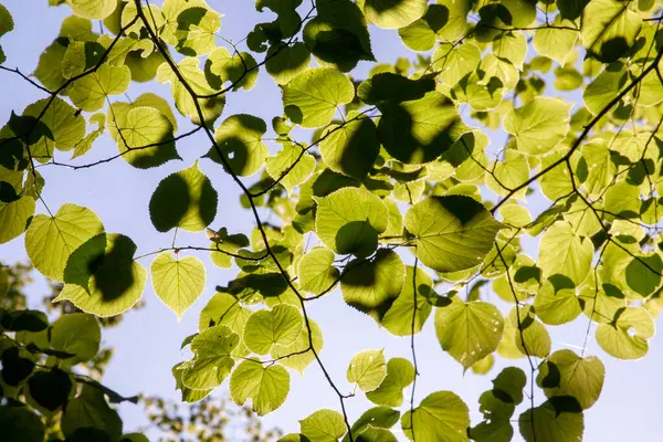Özellikle İngiltere 'de olmak üzere ıhlamur ağacı olan ıhlamur ağacı başka yerlerde de kullanılmaktadır. Eski İngilizce kelime 