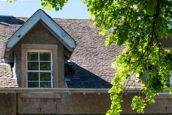 Yaprakların arka planı güneş ışığıyla aydınlatılmış eski bir evin penceresine karşı. Finlaystone Country Park Malikanesi. İskoçya. Uk. Küçük bırakılmış kireç, Tilia kordata, ya da büyük yapraklı limon, Tilia platyphyllos. Her iki tür de Büyük Britanya 'ya özgüdür.. 