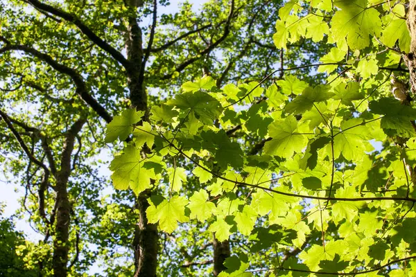 Kanada 'nın bir sembolü olan akçaağaç yaprağı. Yaprakların arka planı güneş ışığıyla aydınlatılır. Akçaağaç ağaçları tatlı özsuları ve ondan elde ettikleri mallarla değerlidir. Çin ve Japonya 'da aşkın sembolü. Akçaağaç ağaçları canlı sonbahar renkleriyle bilinir.. 