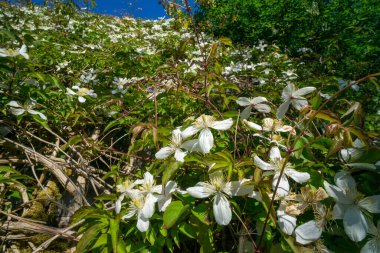 Clematis Montana Finlaystone Country Park Malikanesi 'ndeki konservatuarın çatısında. İskoçya. İngiltere. dağ klemati (ayrıca Himalaya klematiti veya anemon klemati), Ranunculaceae familyasından bir çiçek bitkisidir.. 