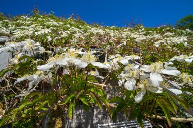 Clematis Montana Finlaystone Country Park Malikanesi 'ndeki konservatuarın çatısında. İskoçya. İngiltere. dağ klemati (ayrıca Himalaya klematiti veya anemon klemati), Ranunculaceae familyasından bir çiçek bitkisidir.. 