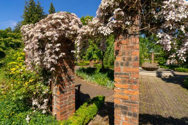 Clematis Armandii Elma Çiçeği Finlaystone Country Park 'ta. İskoçya. İngiltere. Clematis cinsinin çiçek açan bir tırmanış bitkisidir. Çin ve kuzey Burma 'dan. Bitki uzun ömürlü bir ağaçtır. Arıları, kelebekleri ve sinekkuşlarını çeker..  