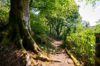 Finlaystone Country Park Malikanesi. İskoçya. Uk. Orman, yumurta geyiği, tilki, gri sincap, gelincik, üç yırtıcı hayvan türü ve büyük bir balıkçıl kolonisi de dahil olmak üzere çok çeşitli vahşi yaşama ev sahipliği yapar.. 