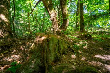 Devrilmiş bir ağacın kütüğü. Finlaystone Şehir Parkı 'ndaki Woodland' da. İskoçya. Birleşik Krallık.  